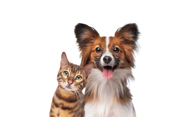 PET